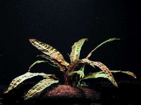 Cryptocoryne balansae, spec. "R.L."
