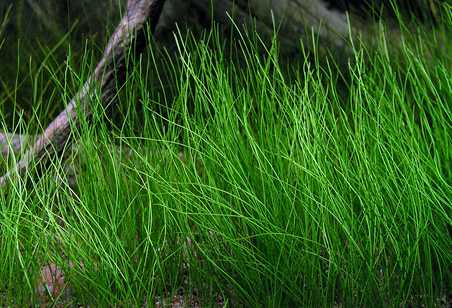 Eleocharis acicularis