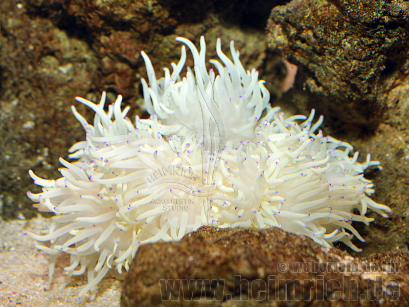Heteractis crispa, sm (Lederanemone)