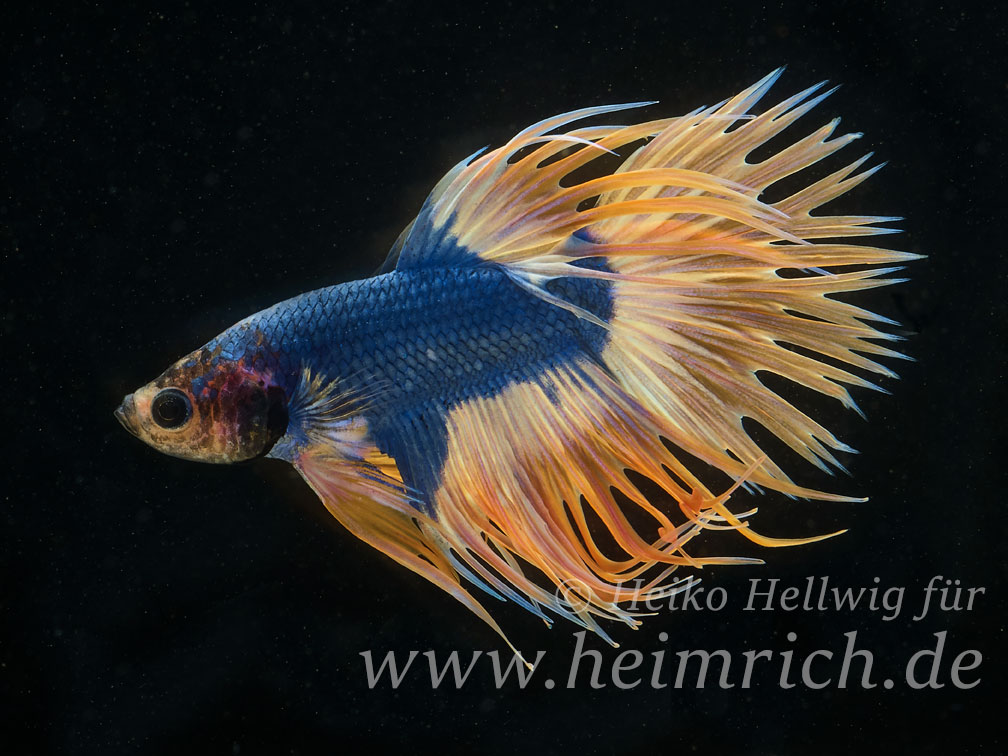 Siam. Kampffisch Crown Tail Dragon Blau Gelb, lg (Betta splendens)