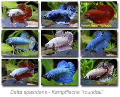 Siam. Kampffisch PREMIUM 'Roundtail', lg (Betta splendens)