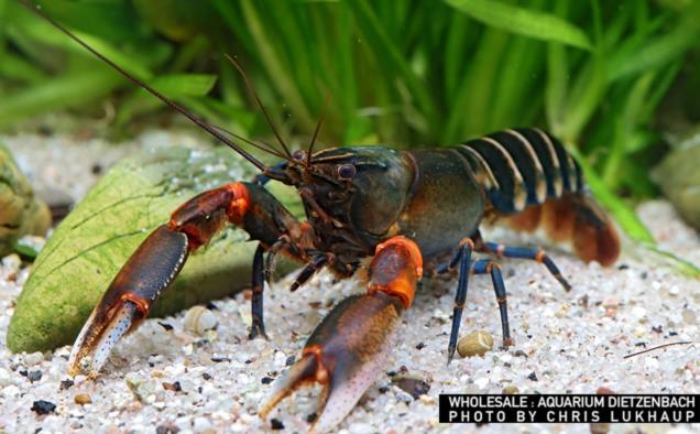 Cherax peknyi, female (Krebs spec. Zebra Kiunga Red)
