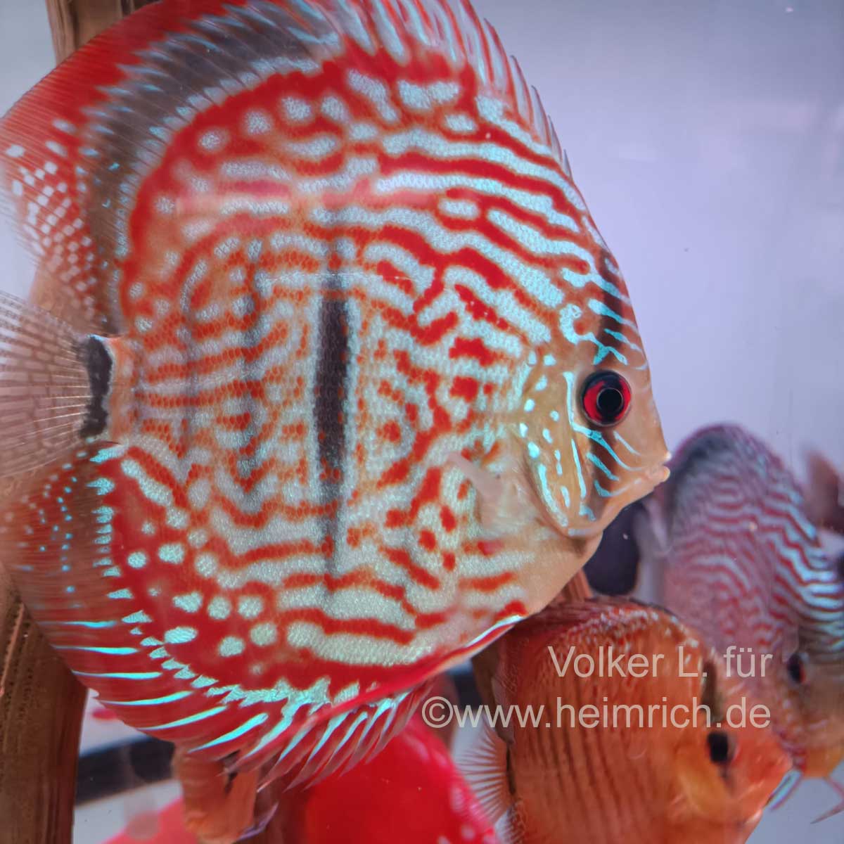 Diskus Red Catana Royal Heckel, 8cm