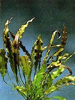 Aponogeton natans