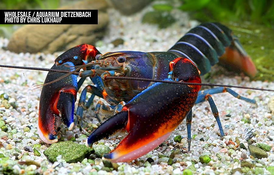 Cherax alyciae - "blue kong red claw" Krebs