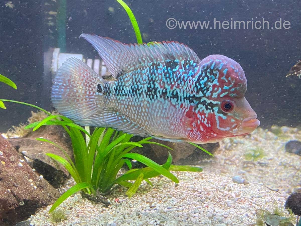 Flower Horn spec. Red Pearl, 10cm (American Cichlid Red Pearl Flowerhorn)