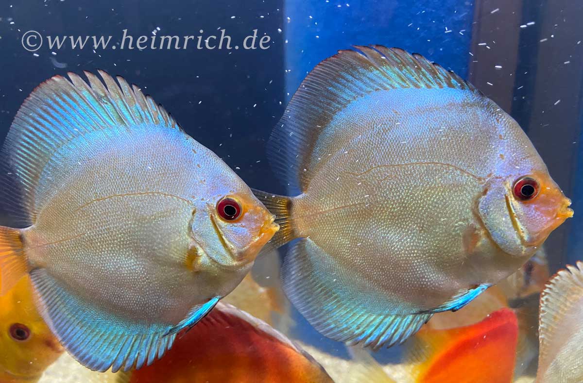 Diskus Diamond Blue, 12cm