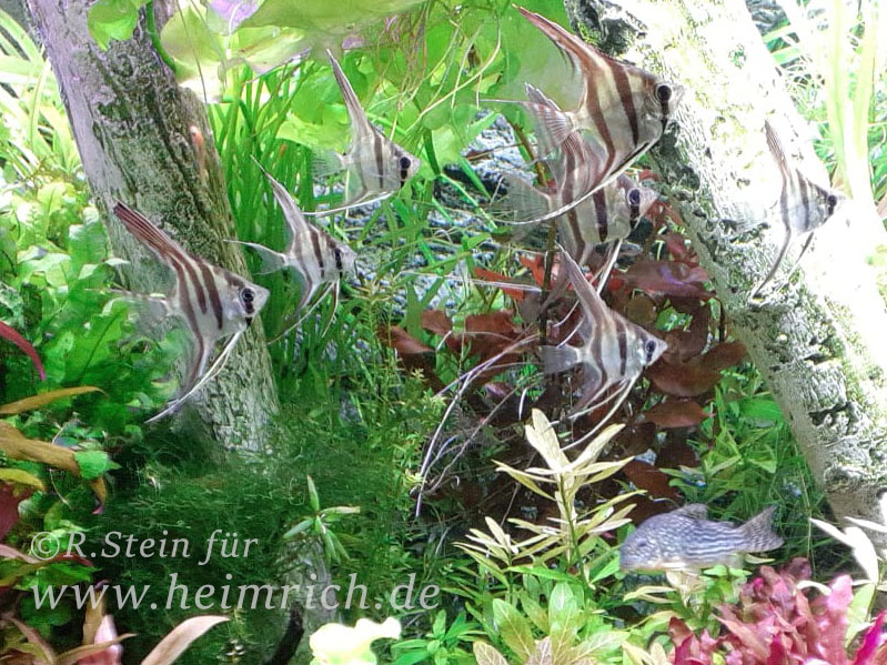 ALTUM-Skalar spec. RIO INIRIDA, small (Pterophyllum altum WFNZ)