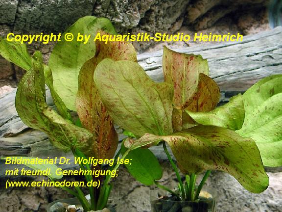 Echinodorus Dschungelstar Nr. 9 (E09 Echin. Getüpfelte Harbich, F