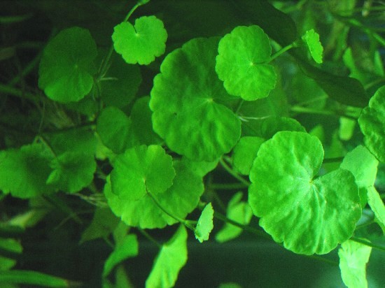 Hydrocotyle leucocephala (Bras. Wassernabel)