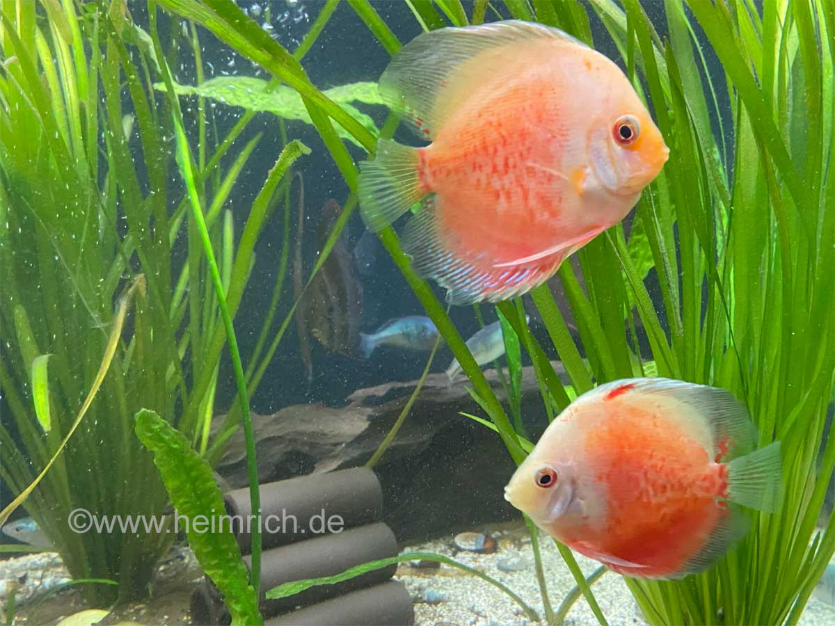 Diskus Peacock, 8cm