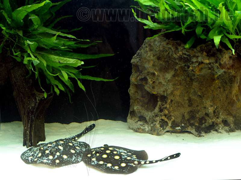 Potamotrygon leopoldi, Paar 16cm (Schwarze- od. Eclipse-Rochen