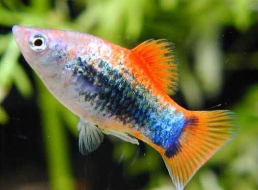 Platy "Blue Red Tuxedo", lg (Xiph. mac., spec. Blue Red Tuxedo)
