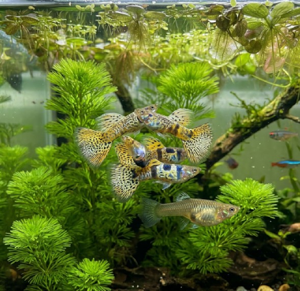 Guppy, Farbschlag Tiger Yellow Cobra
