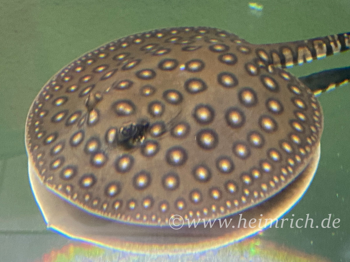 Potamotrygon motoro-female (Pfauenaugen-Stechrochen)