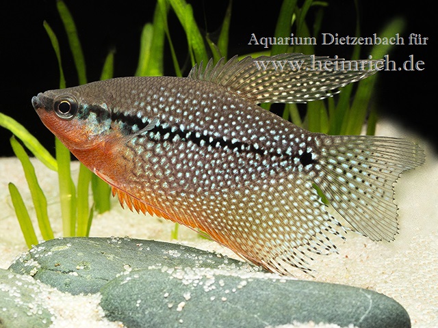Mosaikfadenfisch, large (Trichogaster leeri)