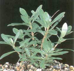 Ammania senegalensis (Afrikanische Kognakpflanze)
