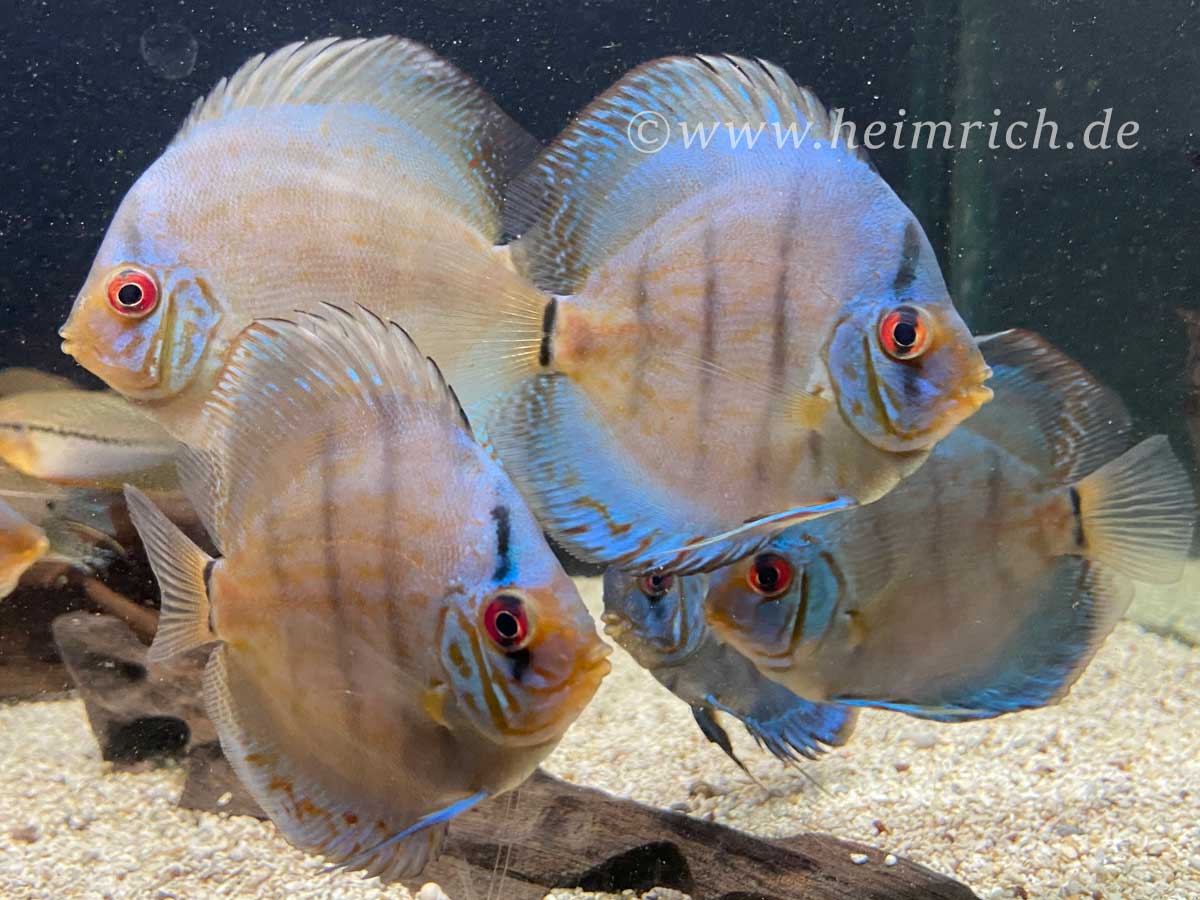 Diskus Cobalt striped - Größe  10cm