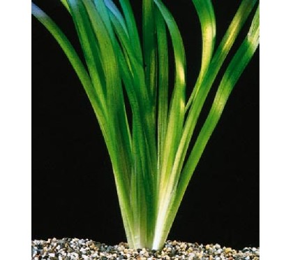 Vallisneria gigantea 'Narrow'