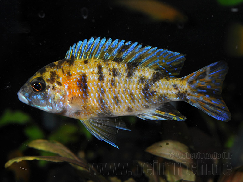 Aulonocara nyassa, spec. Five Color (Orange/ Blue)