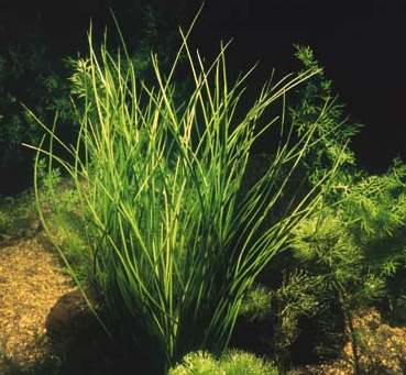 Isoetes velata (Brachsenkraut)