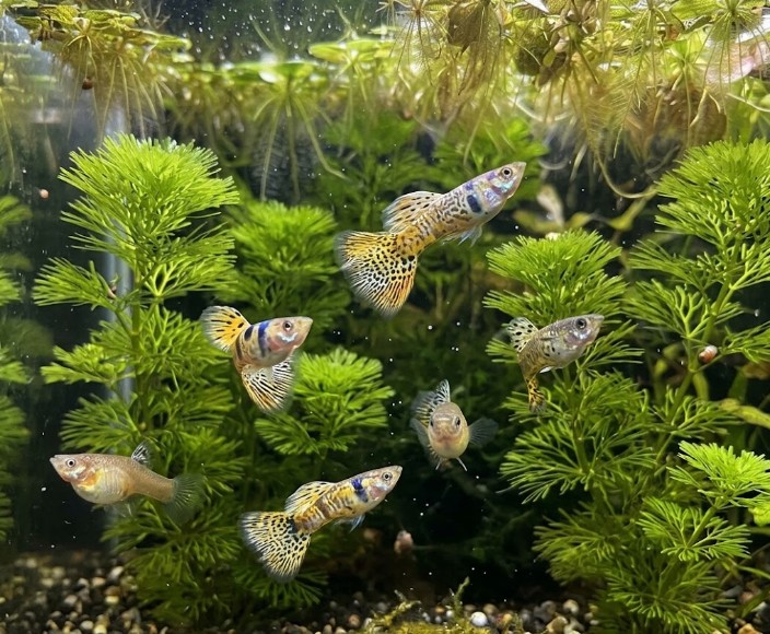 Guppy, Farbschlag Tiger Yellow Cobra - Paar