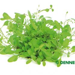 Glossostigma elantinoides