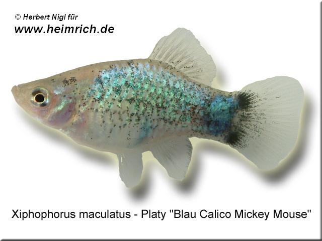 Platy PREMIUM-"Blue Calico Mickey Mouse", lg (Xiph. mac., spe