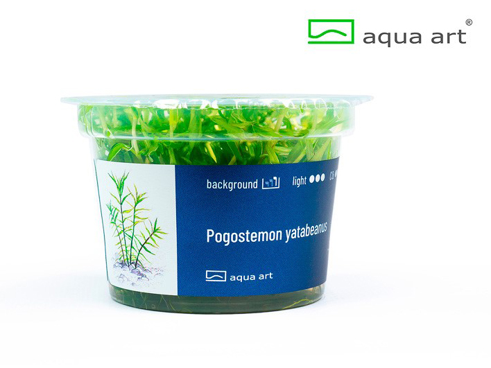Pogostemon yatabeanus - 1 Stk