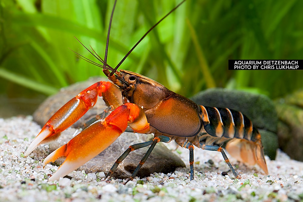 Cherax cf. peknyi - "Red Claw Zebra" Krebs