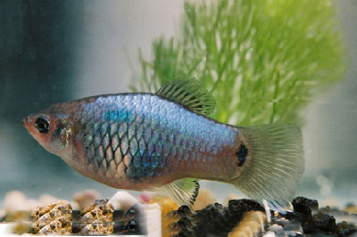 Platy "BLUE MOON", lg (Xiph. mac., spec. Gold Calico)