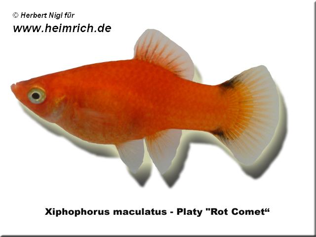 Platy "Red Comet", lg (Xiph. mac., spec. Red Wagtail)