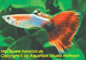 Guppy, Farbschlag Aquamarin Red Tail