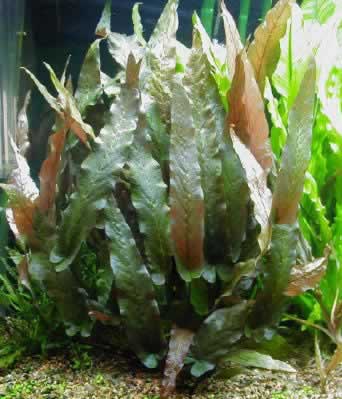 Barclaya longifolia, spec. green