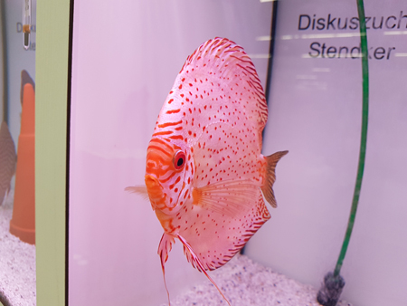 Diskus White Leopard, 14cm