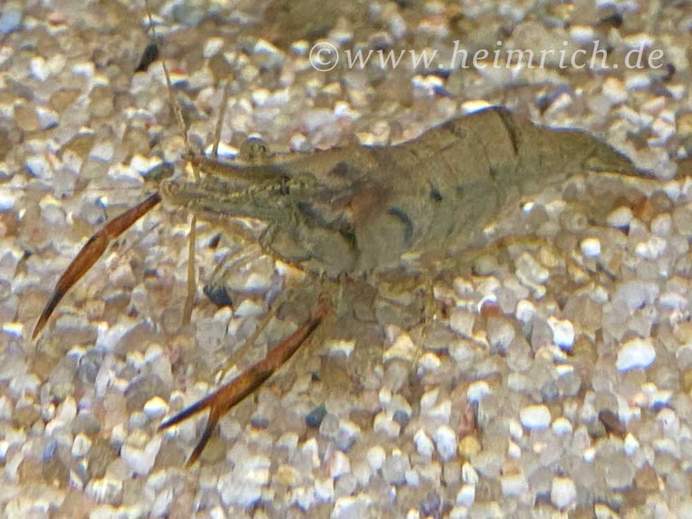 Macrobrachium assamense (Ringelhandgarnelen)