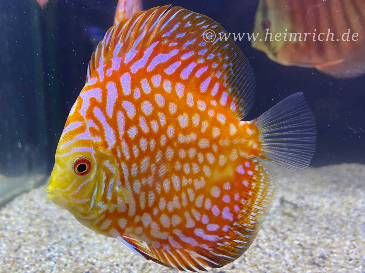 Diskus Checkerboard, 15cm