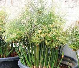 Cyperus papyrus