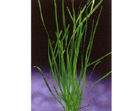 Vallisneria spiralis