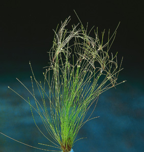 Heleocharis xingu (Große Nadelsimse)