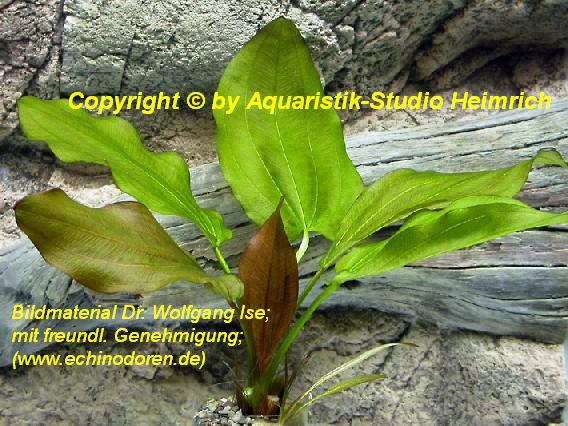 Echinodorus 'OBELIX'