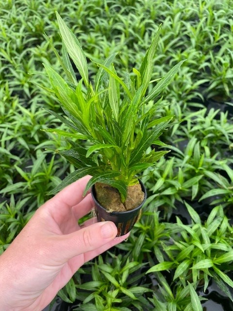 Hygrophila salicifolia spec Narrow Leaf (Weidenblättriger Wasserfreund)