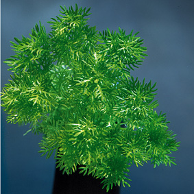 Hottonia palustris (Wasserfeder)