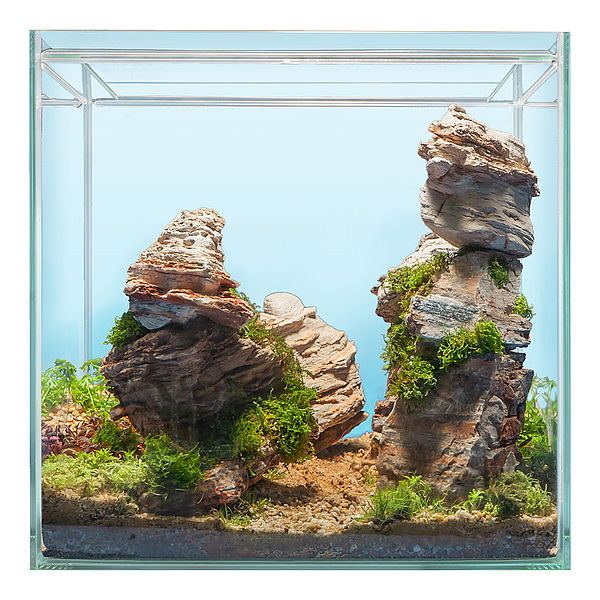Hardscape Bepflanzung GRAND CANYON