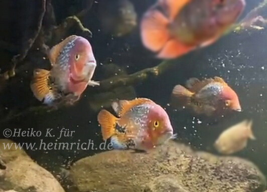 Cichlasoma synspilum spec. Blue spotted, XXL-Paar (Rarität)