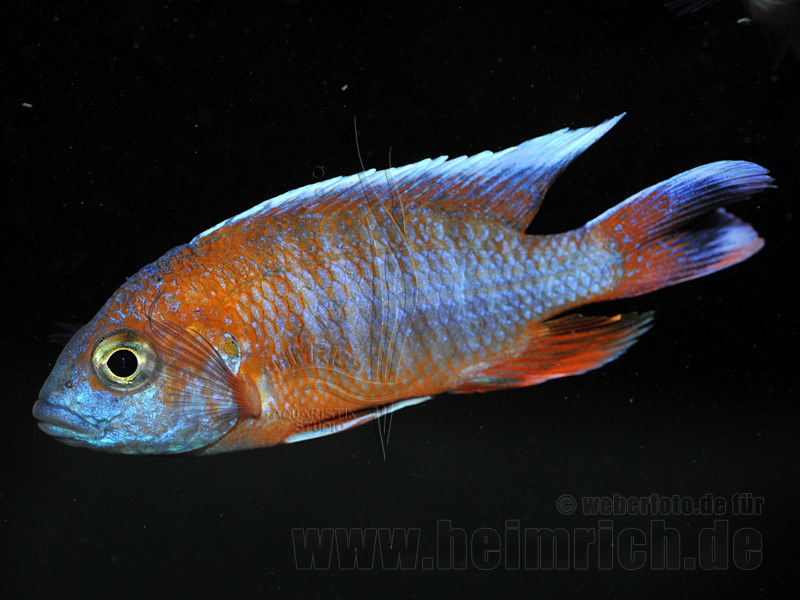 Aulonocara EUREKA (7-9cm) 7er-Zuchtgruppe