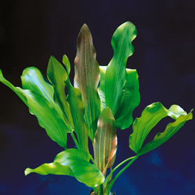 Echinodorus Dschungelstar Nr. 5 (E05 Echin. GROSSER BÄR, Fa. Denn