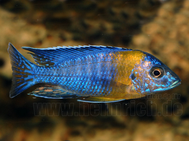 Aulonocara maulana