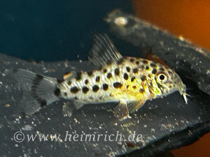 Corydoras knaacki (Knaacki's-Panzerwels CW32)