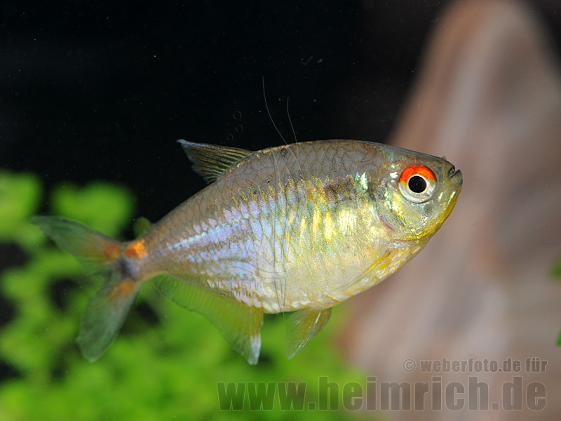 Karfunkelsalmler, 10 Stück large (Hemigrammus pulcher)